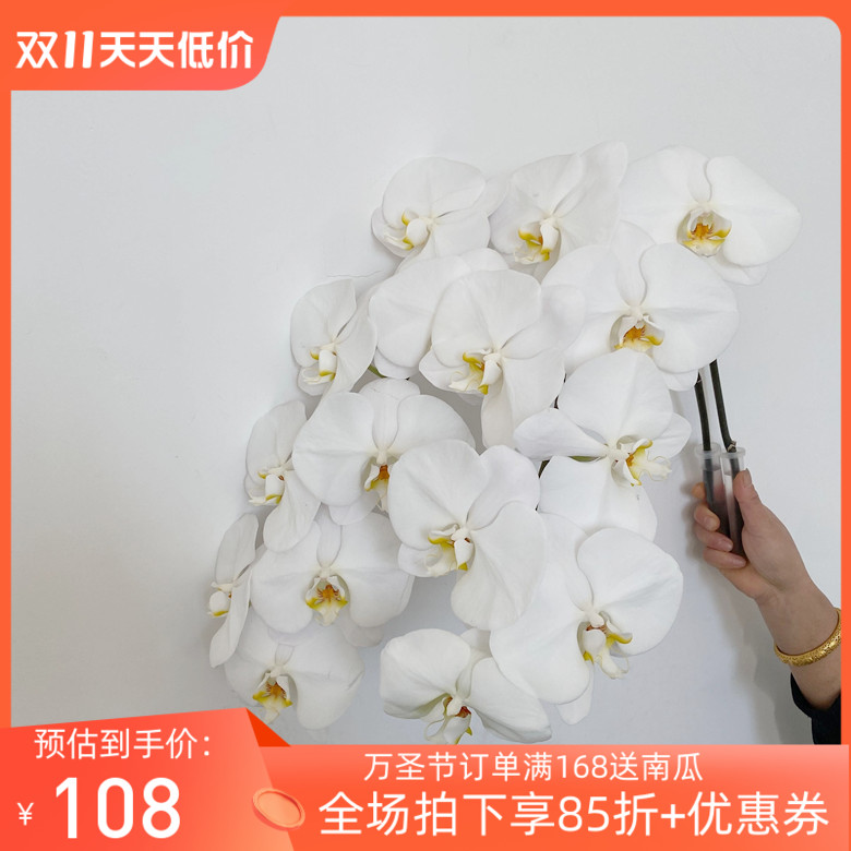 优质出口花卉 新鲜蝴蝶兰鲜切花雪白花瓣花艺DIY插花北京鲜花速递