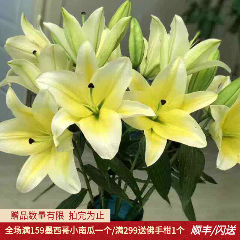 10朵黄天霸百合家用闪送鲜切花