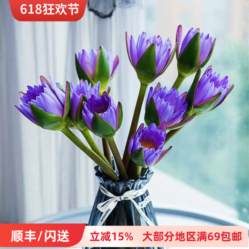 新鲜睡莲鲜切花10枝蓝莲花香气扑鼻花卉水性植物北京鲜花市场速递