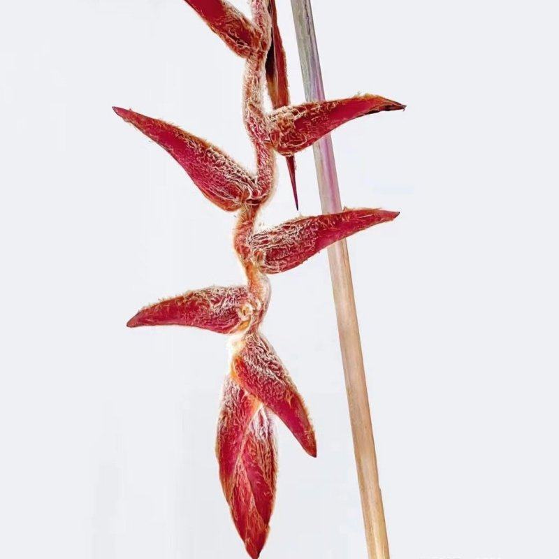 荷兰进口花卉蝙尾蕉鲜切花1枝
