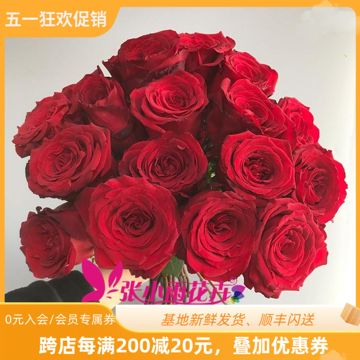 红佛玫瑰鲜花正红色情人节鲜花北京同城速递花期长花形好20枝装