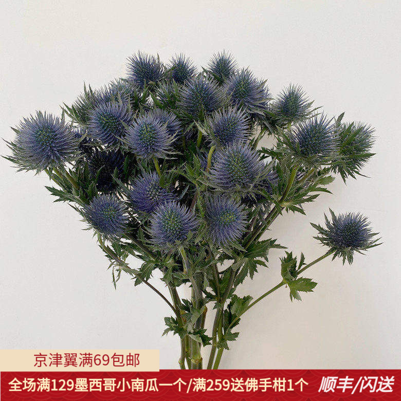 10枝蓝刺芹婚礼布景家庭插花闪送