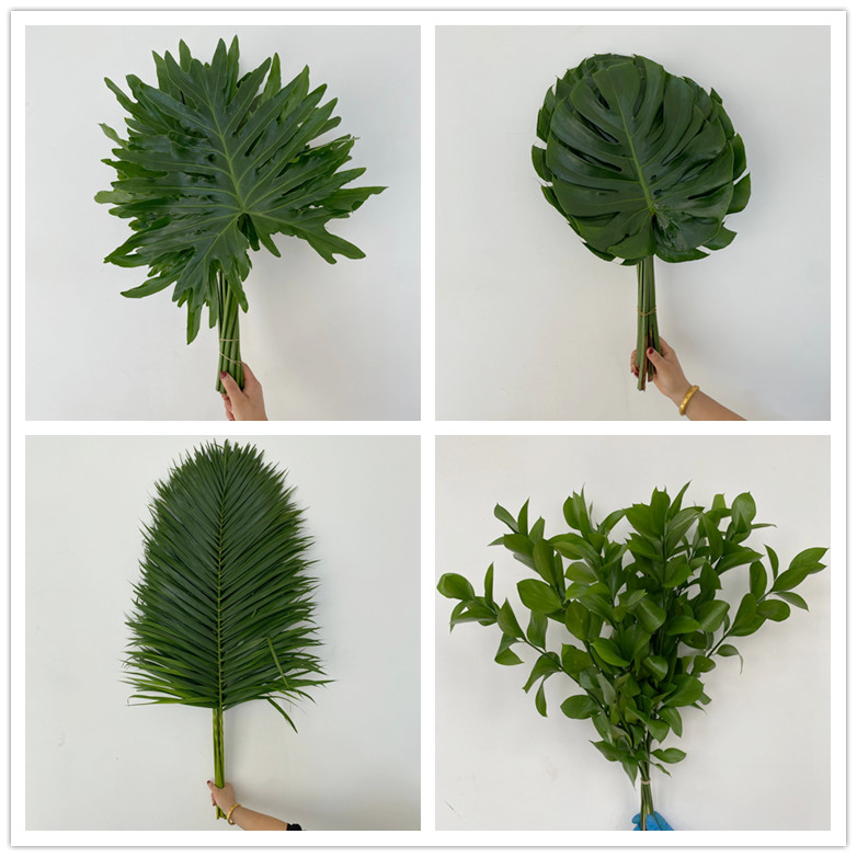 鲜花配花绿叶10片婚礼龟背叶叶材