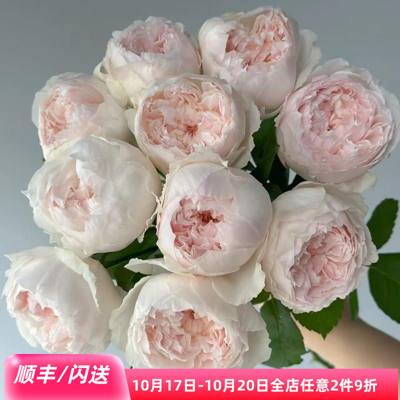 可爱瓷玫瑰稀有高品质鲜切花