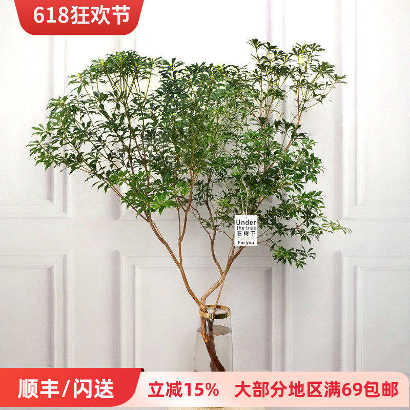 进口马醉木吊钟水培植物办公室小森林家庭观赏木本鲜切枝北京直批