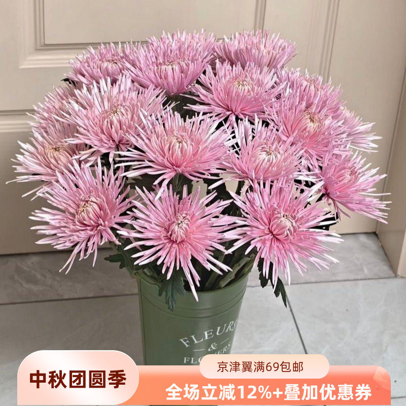 粉线菊大朵烟花菊安娜菊10枝