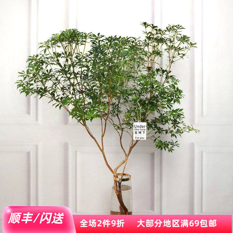 进口马醉木水培植物吊钟绿植鲜切