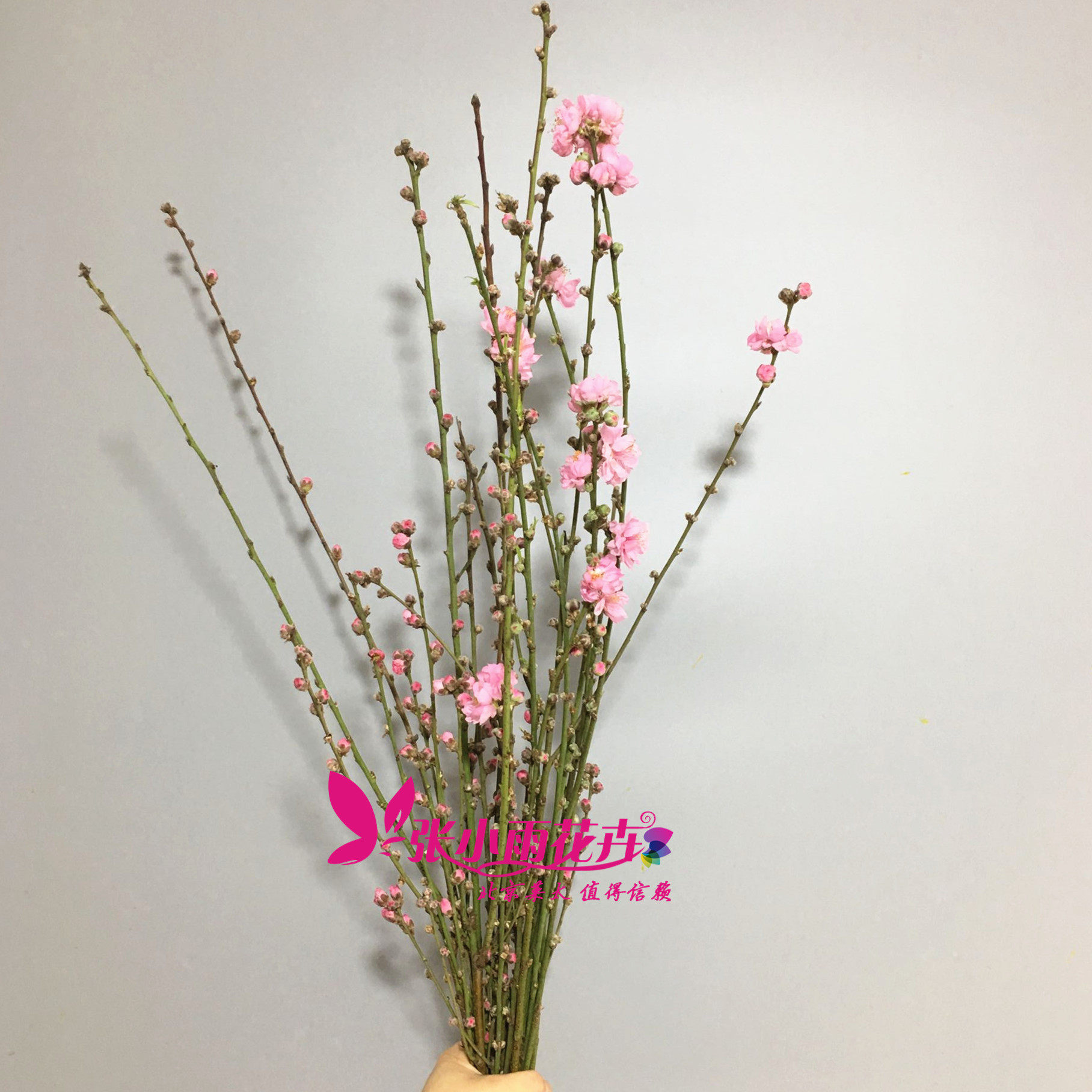 切枝花卉有哪些,50种常见的切枝植物,切枝植物有哪些(第7页)_大山谷图库
