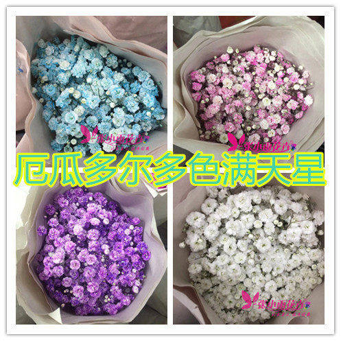 彩色多色满天星10鲜切花花束点缀