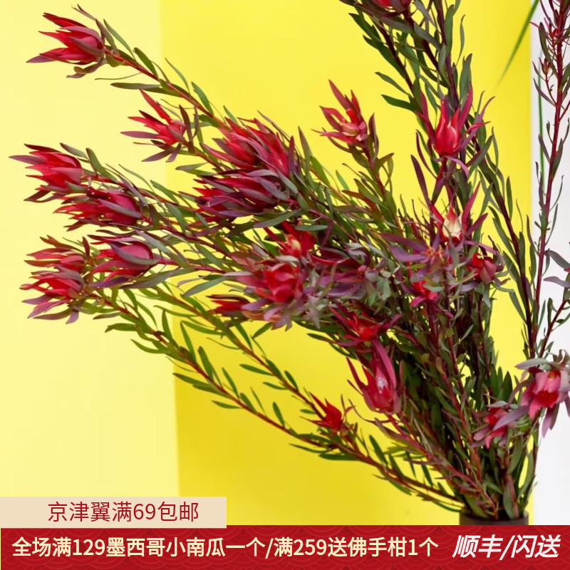 木百合鲜切花5枝小众日常瓶插