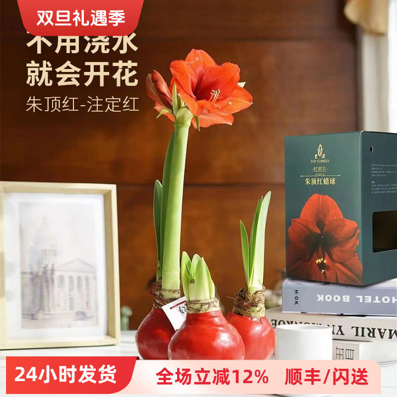 石蜡朱顶红 特级种球 不浇水开花花期超长礼盒送礼生意红火人气旺