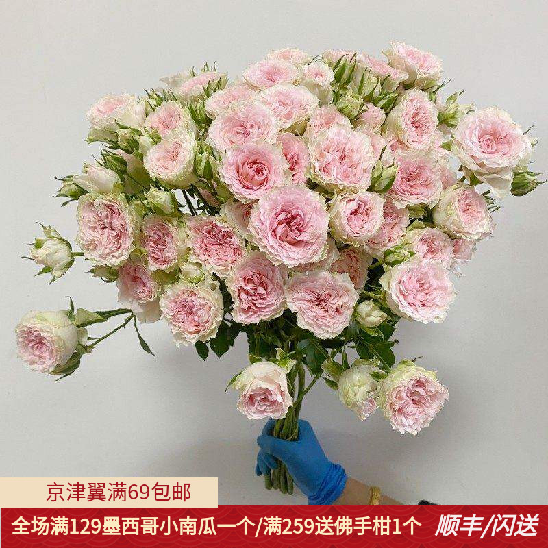 情迷罗拉多头玫瑰 蔷薇鲜切花 波浪纹花瓣 家用装饰水养周花观赏