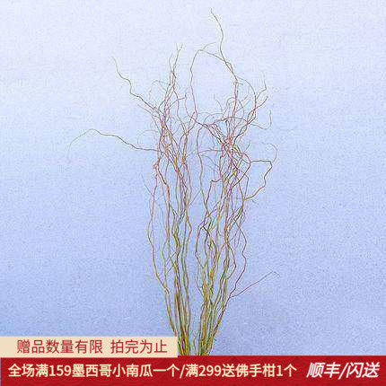 金龙柳鲜切枝大枝北京直达插花