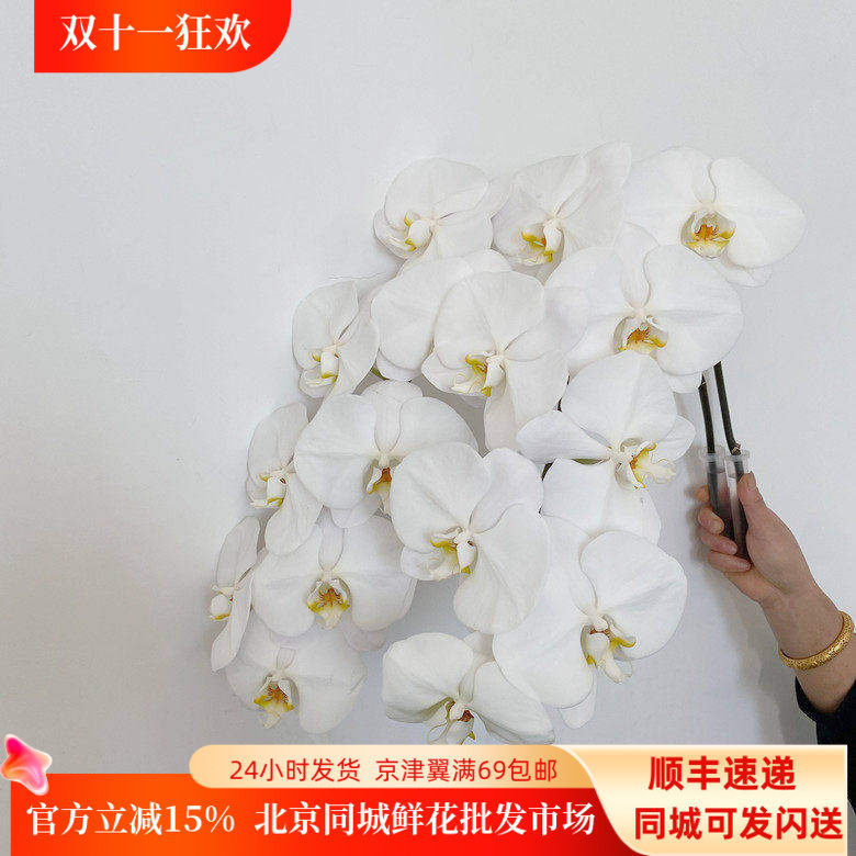 特A蝴蝶兰大朵鲜花优质出口品质
