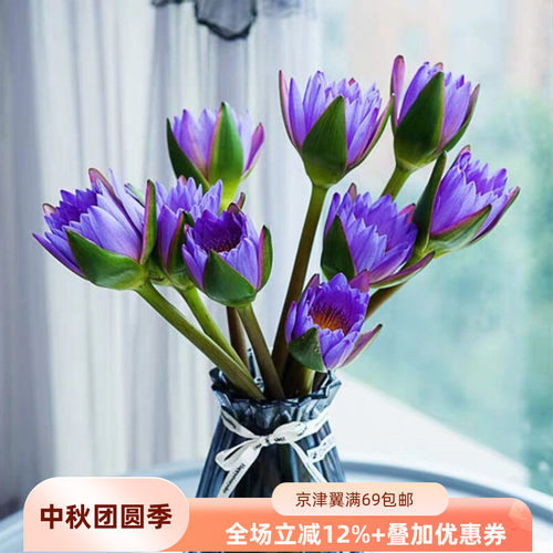 睡莲鲜切花蓝莲花香气扑鼻插花