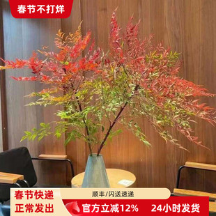 南天竹 水培木本植物 室内装饰瓶插绿植花卉 北京鲜花速递