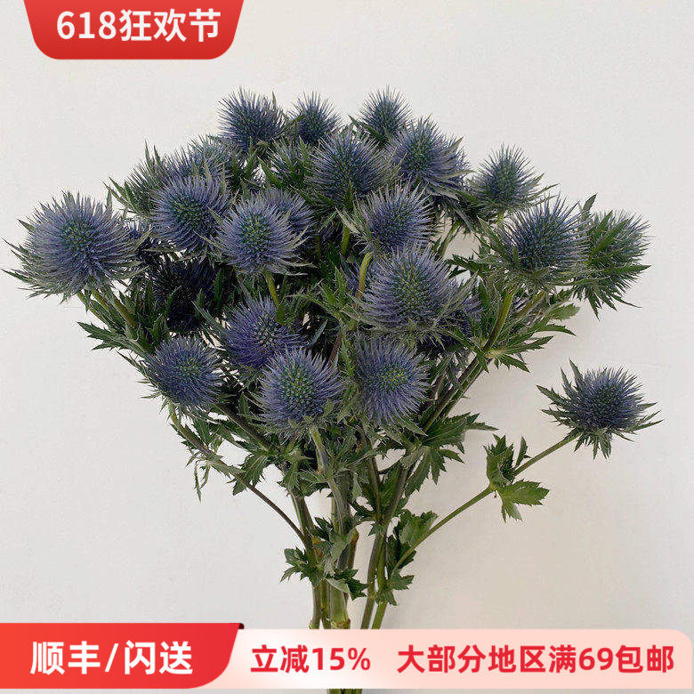 进口鲜花 蓝刺芹鲜切花 花期长花艺插花 一束10枝 可做干花 速递