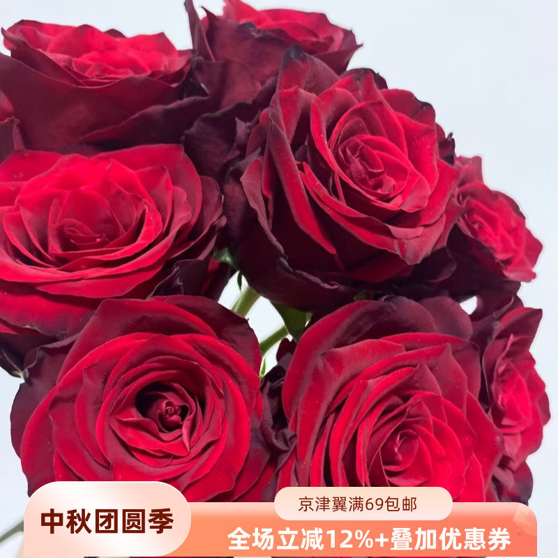 厄瓜多尔大头玫瑰暗红生日礼物