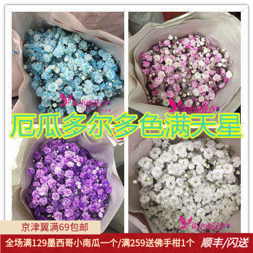 彩色多色满天星10鲜切花花束点缀