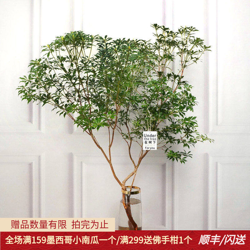 进口马醉木水培植物吊钟绿植鲜切