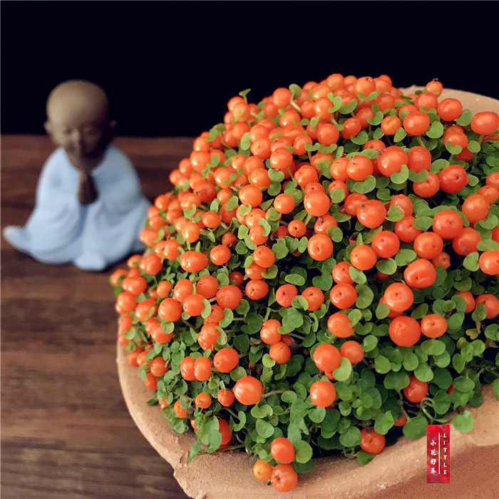 网友分享在meiguo.com的图片