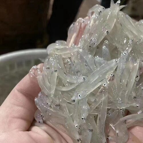 海捕新鲜海银鱼丁香鱼面条鱼海鲜孩子宝宝补钙辅食补充营养长高