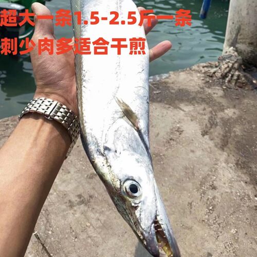 青张大带鱼黄金大带鱼