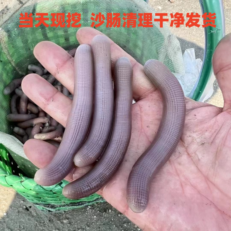 当天现挖新鲜沙虫 鲜活沙虫海人参方格星虫海沙肠 沙肠虫顺丰发货