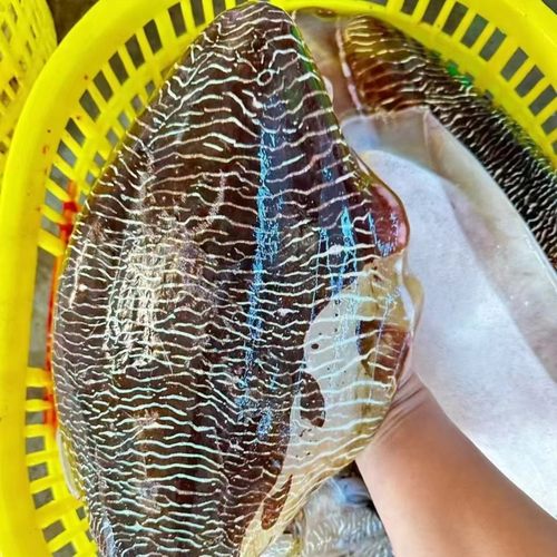 福建新鲜大墨鱼特大目鱼活冻墨鱼 大乌贼 顺丰发货 1-9斤规格