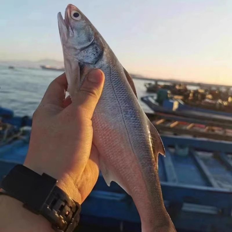 一斤一条新鲜天然海捕海鱼马友鱼大午笋鱼 午仔鱼 新鲜大午鱼四指