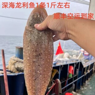 深海海捕龙利鱼舌鳎子板鱼鳎目鳎米三边鱼舌头鱼无刺清蒸海鱼