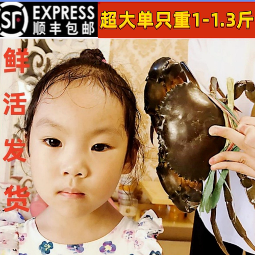 鲜活公蟹巨型超大青蟹肉蟹包邮
