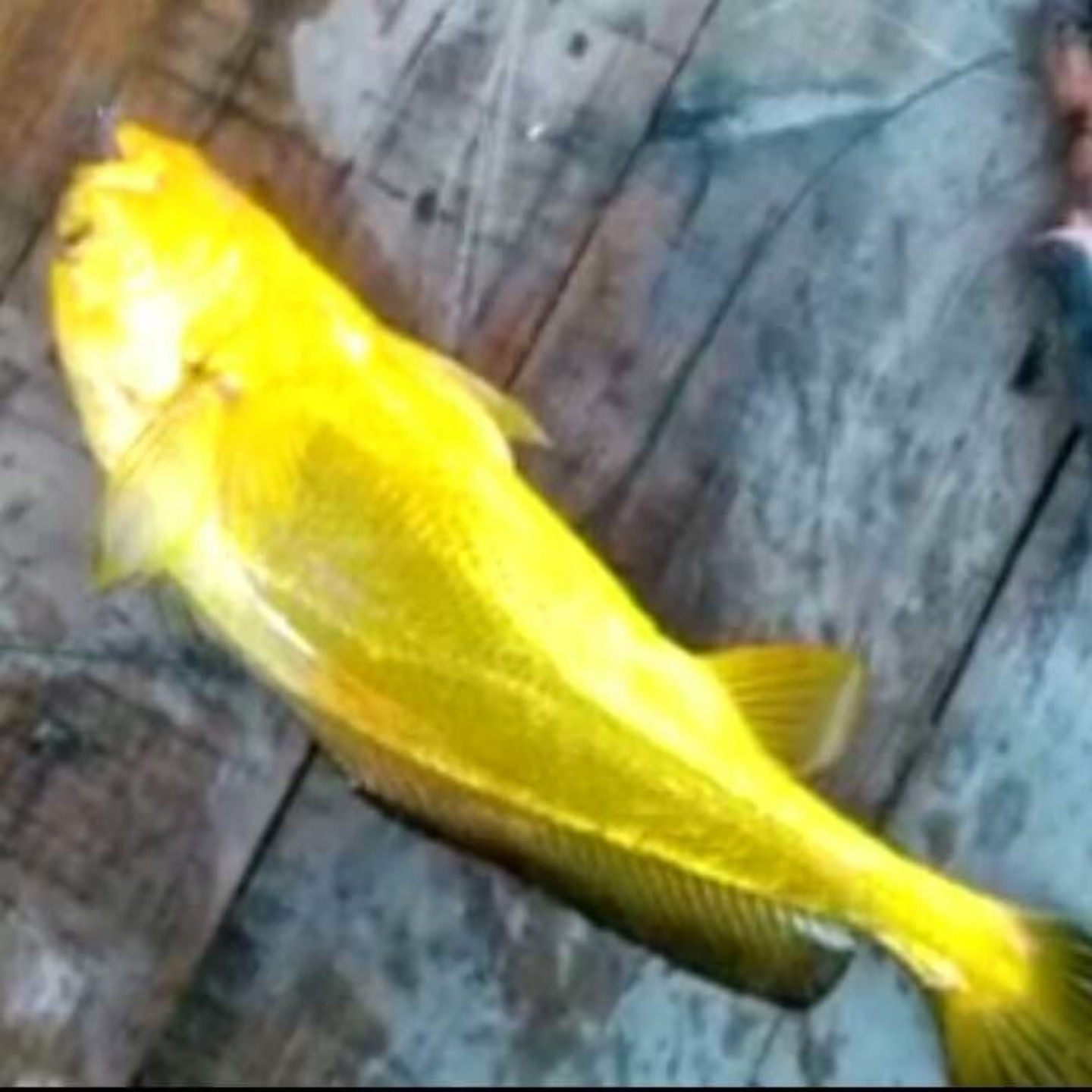 天然黄鱼黄花鱼海鱼海鲜水产东海黄瓜鱼海捕小黄鱼清蒸顺丰空运