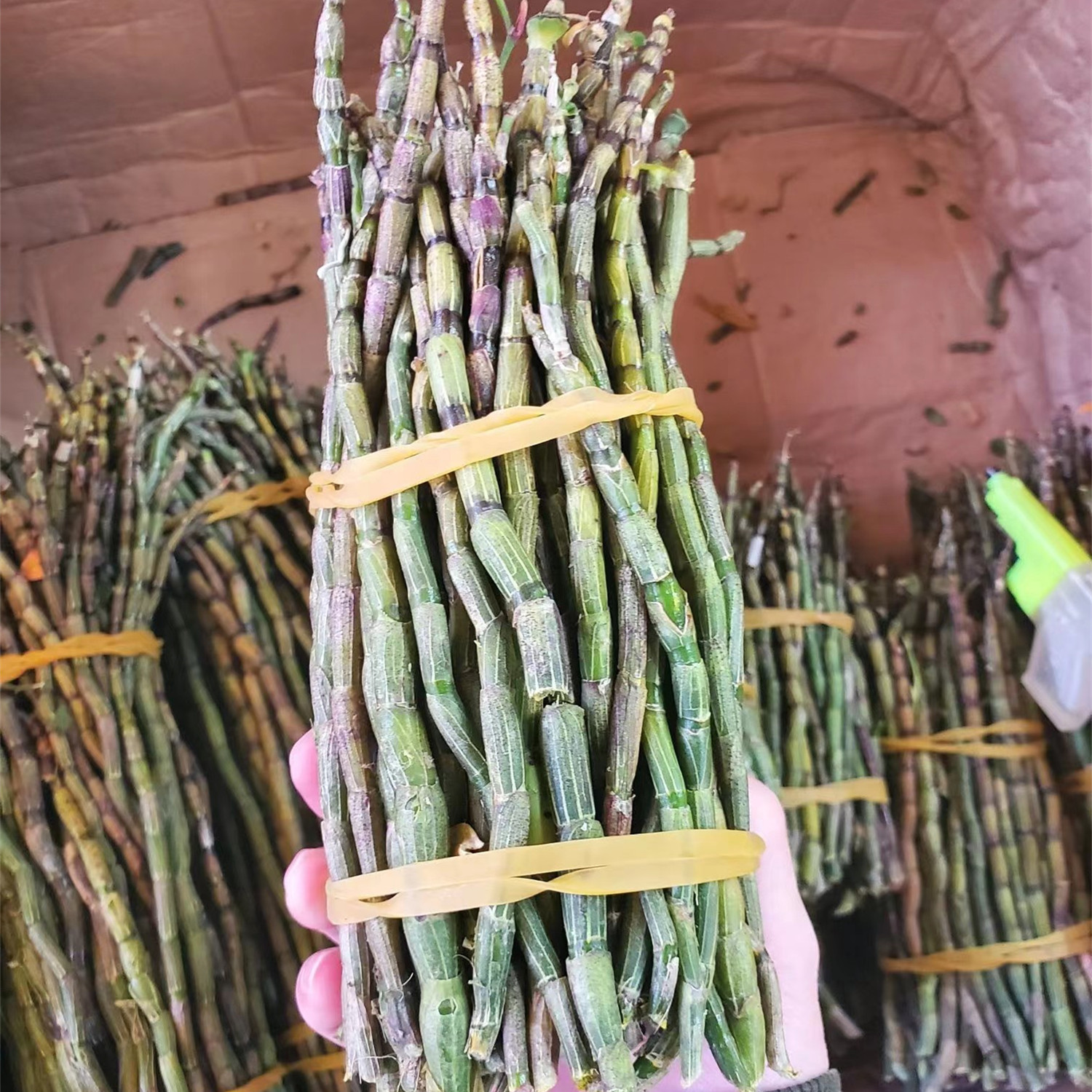 云南新鲜铁皮石斛鲜条500g四年生新鲜石斛铁皮枫斗正宗中药材