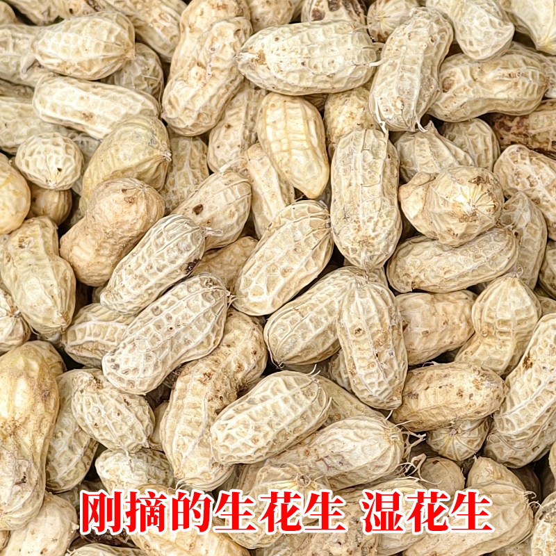 花生新鲜带壳湿花生现摘生花生湖南湘西农家土种花生露天鲜花生