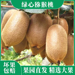 湘西猕猴桃新鲜现摘绿心奇异果当季孕妇水果大果弥猴桃10斤整箱