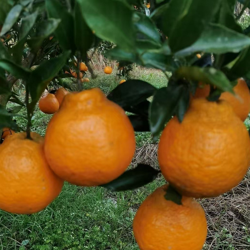 果冻橙纯甜无酸手剥甜橙