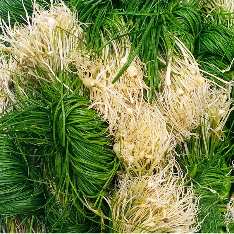 新鲜野生胡葱现挖野蒜