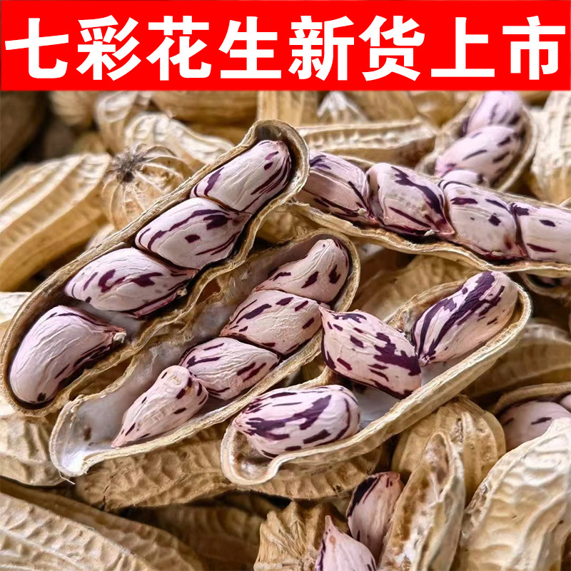 2025新货云南七彩花生新货七彩花生野地花生彩色花生带壳七彩