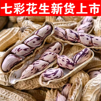 2025新货云南七彩花生新货七彩花生野地花生彩色花生带壳七彩