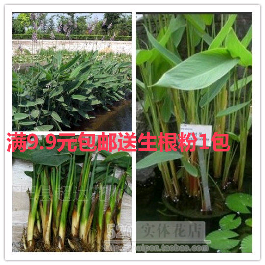水生植物再力花苗水竹花叶芦竹千屈菜黄菖蒲苗美人蕉芦苇池塘植物