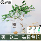 美男树水培绿植物鲜切枝马醉木吊钟平替室内ins北欧风花卉在树下