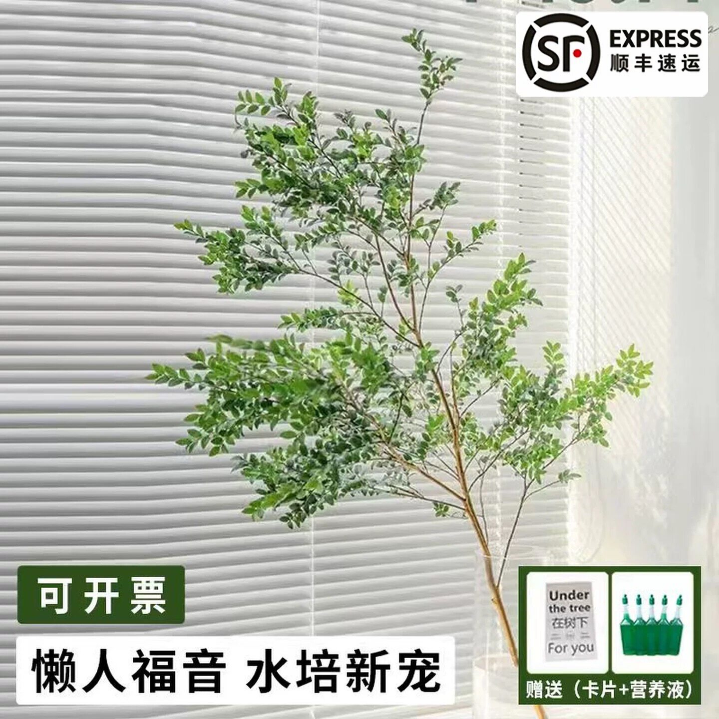 净化空气美男树买一送三室内顺丰
