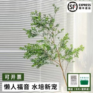 优质美男树马醉木鲜切枝条室内水培植物吊钟盆栽懒人花卉净化空气