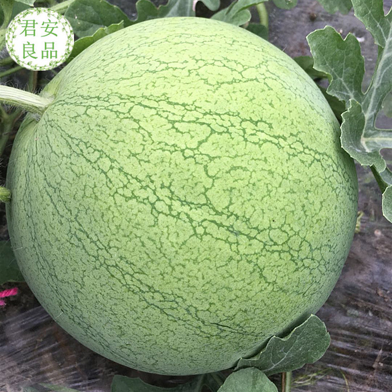 上海特产水果 正宗南汇8424西瓜母瓜 比8424西瓜更脆更甜 8斤以上