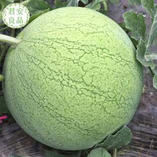 上海特产水果 正宗南汇8424西瓜母瓜 比8424西瓜更脆更甜 8斤以上