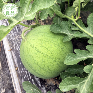 上海特产水果 正宗南汇8424西瓜母瓜 比8424西瓜更脆更甜 6斤以上