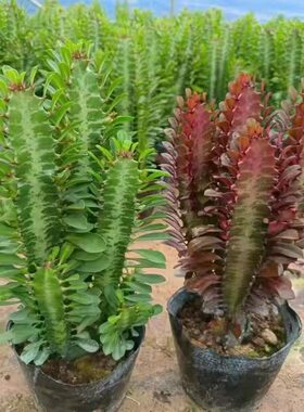 龙骨盆栽旺财植物招财龙骨花卉室内客厅四季养多肉植物盆栽仙人掌