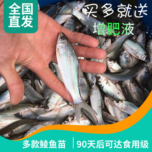 鲮鱼苗土鲮鱼淡水冷水耐寒饲料鱼