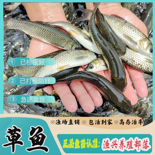 大草鱼鱼苗批发草皖淡水鱼养殖
